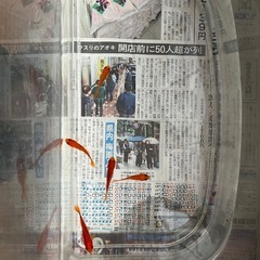 金魚、和金、小赤、ねつたいき熱帯魚の画像