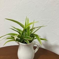 🌿ミニ・観葉植物の画像