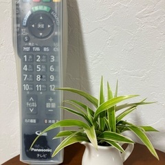 🌿ミニ・観葉植物の画像