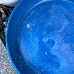 サンスベリアの画像