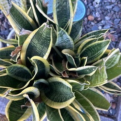 サンスベリアの画像