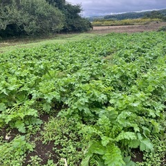 新鮮な大根の葉っぱ🍀の画像