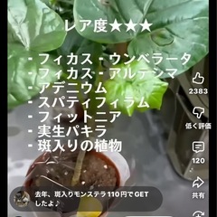観葉植物お譲り下さい