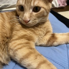 元気な茶トラ君です！