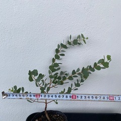 ⭐️ユーカリ•ウェブステリアナ(実生)(ハートリーフ)⭐️の画像