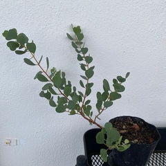 ⭐️ユーカリ•ウェブステリアナ(実生)(ハートリーフ)⭐️の画像