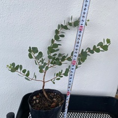 ⭐️ユーカリ•ウェブステリアナ(実生)(ハートリーフ)⭐️の画像