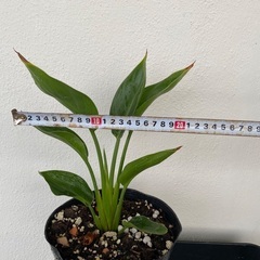 ⭐️ストレリチア•レギネ(実生)⭐️の画像