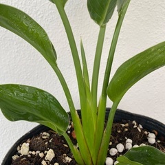 ⭐️ストレリチア•レギネ(実生)⭐️の画像