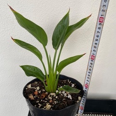 ⭐️ストレリチア•レギネ(実生)⭐️の画像