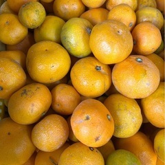 有田みかん ゆら早生 訳あり サイズ混合 家庭用 まとめ売りの画像