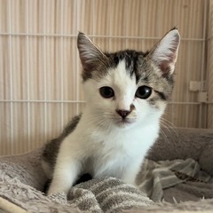 ゴミ処理場から救出された小さな命🌸500gの女の子の里親募集