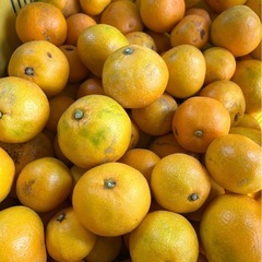 有田みかん ゆら早生 訳あり サイズ混合 家庭用 まとめ売りの画像