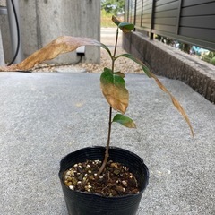 蝋梅福寿（ロウバイ）　苗木②の画像