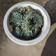エケベリア鉢植えの画像