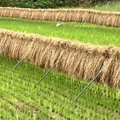 田んぼ、お茶、竹やぶ、少しの畑を2人作業の時以外ほぼ1人で…