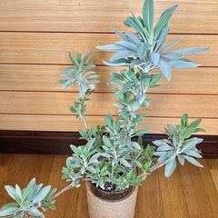 観葉植物　ホワイトセージとガラス製鉢カバーの画像