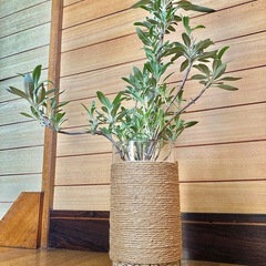 観葉植物　ホワイトセージとガラス製鉢カバーの画像