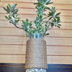 観葉植物　ホワイトセージとガラス製鉢カバーの画像