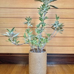観葉植物　ホワイトセージとガラス製鉢カバーの画像
