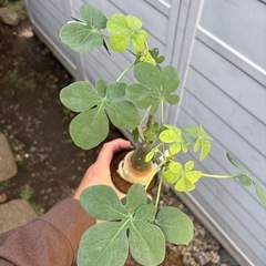 アデニア　グラウカ　観葉植物　塊根植物　多肉植物　ビザールプランツ　レアプランツ　ガーデニング　植物　グリーン　趣味　盆栽　葉　花　庭　草　インテリア　おしゃれ　飾り　園芸　の画像