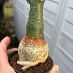 アデニア　グラウカ　観葉植物　塊根植物　多肉植物　ビザールプランツ　レアプランツ　ガーデニング　植物　グリーン　趣味　盆栽　葉　花　庭　草　インテリア　おしゃれ　飾り　園芸　の画像