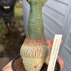 アデニア　グラウカ　観葉植物　塊根植物　多肉植物　ビザールプランツ　レアプランツ　ガーデニング　植物　グリーン　趣味　盆栽　葉　花　庭　草　インテリア　おしゃれ　飾り　園芸　の画像