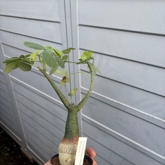 アデニア　グラウカ　観葉植物　塊根植物　多肉植物　ビザールプランツ　レアプランツ　ガーデニング　植物　グリーン　趣味　盆栽　葉　花　庭　草　インテリア　おしゃれ　飾り　園芸　の画像