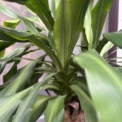 【受付終了】ドラセナ　マッサンゲアナ　観葉植物　塊根植物　多肉植物　ビザールプランツ　レアプランツ　ガーデニング　植物　グリーン　趣味　盆栽　葉　花　庭　草　インテリア　おしゃれ　飾り　園芸　の画像