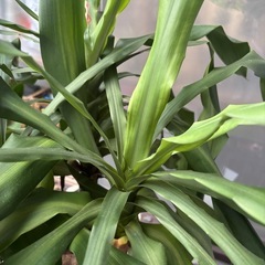 【受付終了】ドラセナ　マッサンゲアナ　観葉植物　塊根植物　多肉植物　ビザールプランツ　レアプランツ　ガーデニング　植物　グリーン　趣味　盆栽　葉　花　庭　草　インテリア　おしゃれ　飾り　園芸　の画像