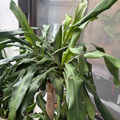 【受付終了】ドラセナ　マッサンゲアナ　観葉植物　塊根植物　多肉植物　ビザールプランツ　レアプランツ　ガーデニング　植物　グリーン　趣味　盆栽　葉　花　庭　草　インテリア　おしゃれ　飾り　園芸　の画像