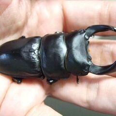 三重県産オオクワガタ F1 ♂72.1ミリ ♀47.3ミリ ペアの画像