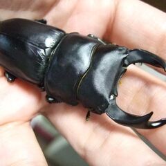 三重県産オオクワガタ F1 ♂72.1ミリ ♀47.3ミリ ペアの画像