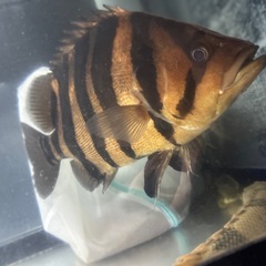 ダトニオの画像