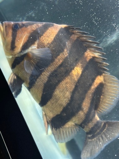 ダトニオ