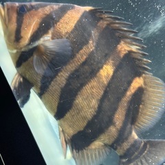 ダトニオの画像