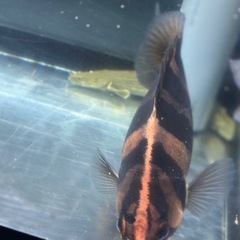 ダトニオの画像