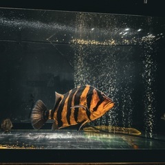 ダトニオの画像