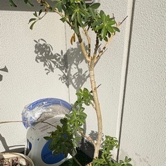 植物3鉢の画像