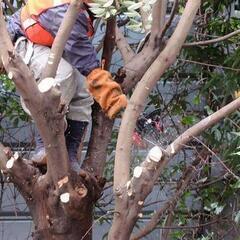 【急募！】草刈り伐採スタッフ募集中！福岡県の画像