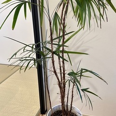 タンス&観葉植物の画像