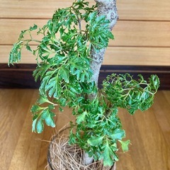 観葉植物　ポリシャスとガラス製鉢カバーの画像