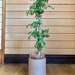 観葉植物　ポリシャスとガラス製鉢カバーの画像