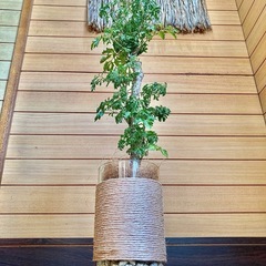 観葉植物　ポリシャスとガラス製鉢カバーの画像