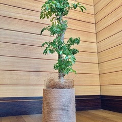 観葉植物　ポリシャスとガラス製鉢カバーの画像