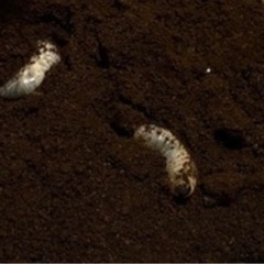 アトラスオオカブト　幼虫　お譲りします！　の画像