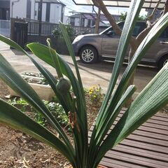 貴重、黄花君子ランの画像