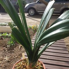 貴重、黄花君子ランの画像