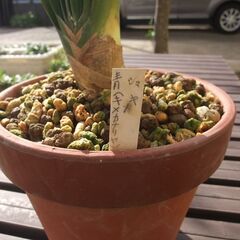 貴重、黄花君子ランの画像