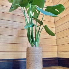 観葉植物　モンステラとガラス製鉢カバーの画像